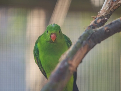 Rose-ringed parakeet - De Zonnegloed - Animal park - Animal refuge centre 